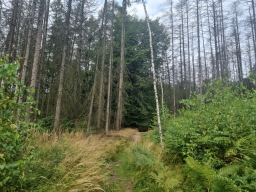 Pine forest